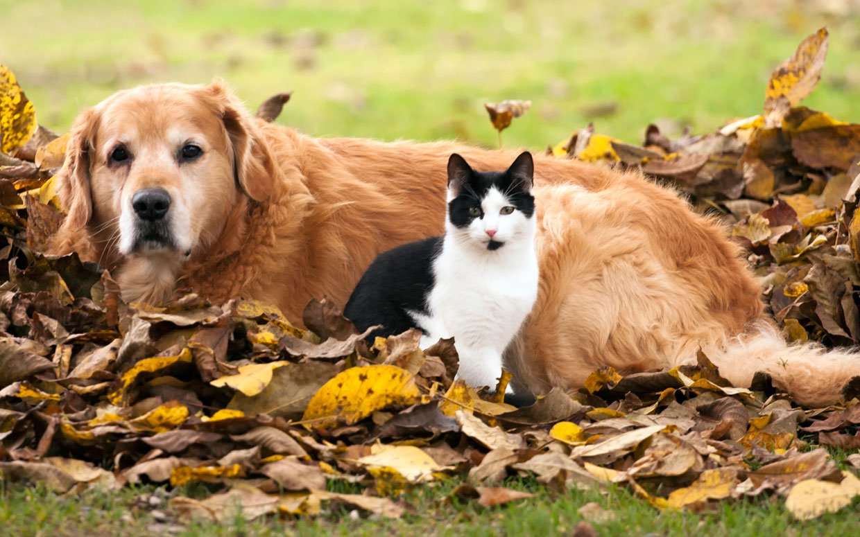 Free download indoor outdoor cats inside several days before and after Halloween [1240x775] for your Desktop, Mobile & Tablet. Explore Halloween Pets Wallpaper. Halloween Wallpaper Free, Halloween Wallpaper For
