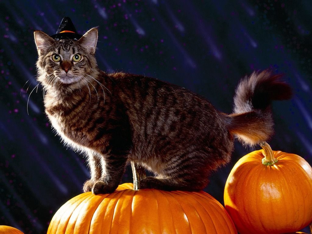 halloween screensavers and background. HALLOWEEN CAT Wallpaper. Halloween cat, Cat halloween costume, Kittens cutest
