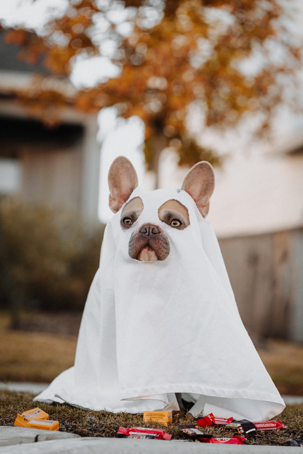 Dog Halloween Picture. Download Free Image