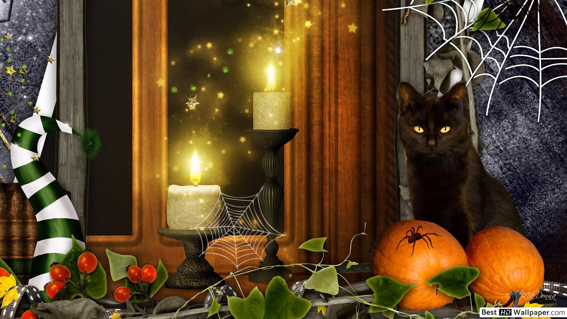 Black cat waiting for halloween HD wallpaper download