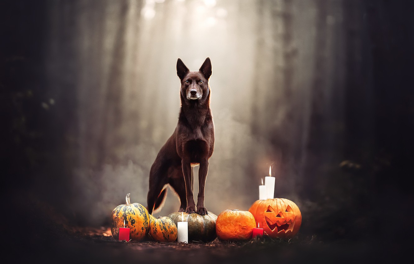 Wallpaper background, dog, Halloween image for desktop, section праздники