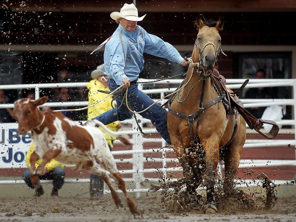 Roping Cowboy On Running Horsekicking Metal Print by Garyalvis  Photoscom