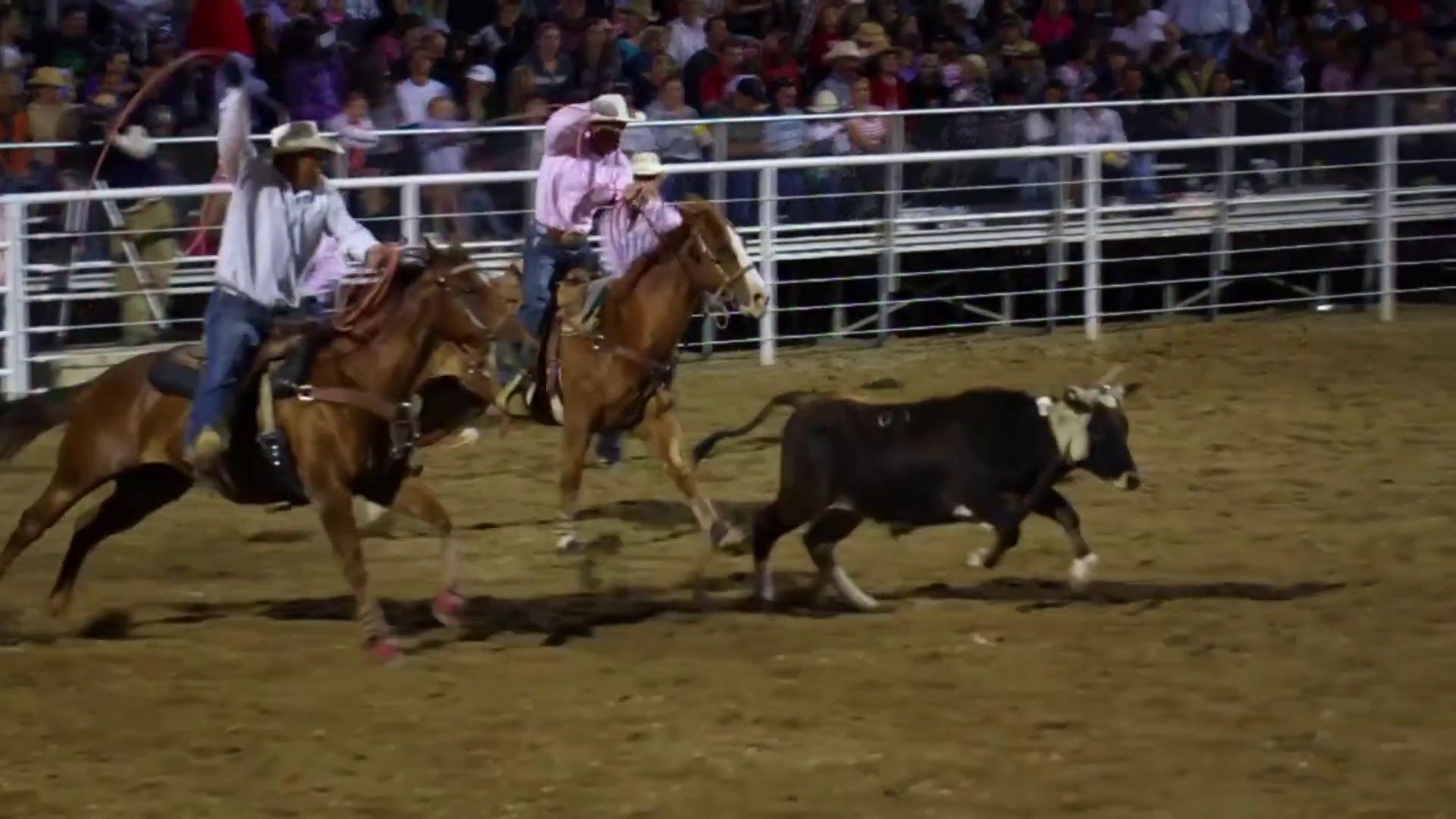 Team Roping Cowboys Miss Steer Slow Motion Stock Video Footage