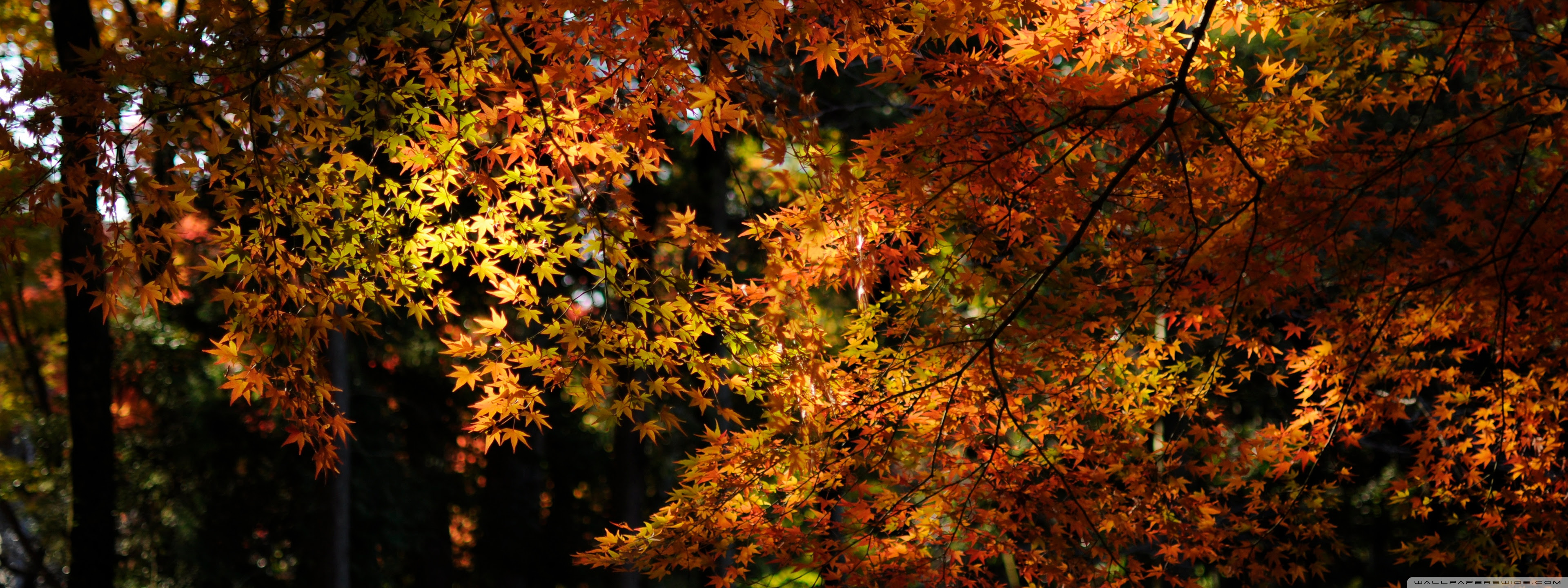 Autumn Dual Monitor Wallpaper HD