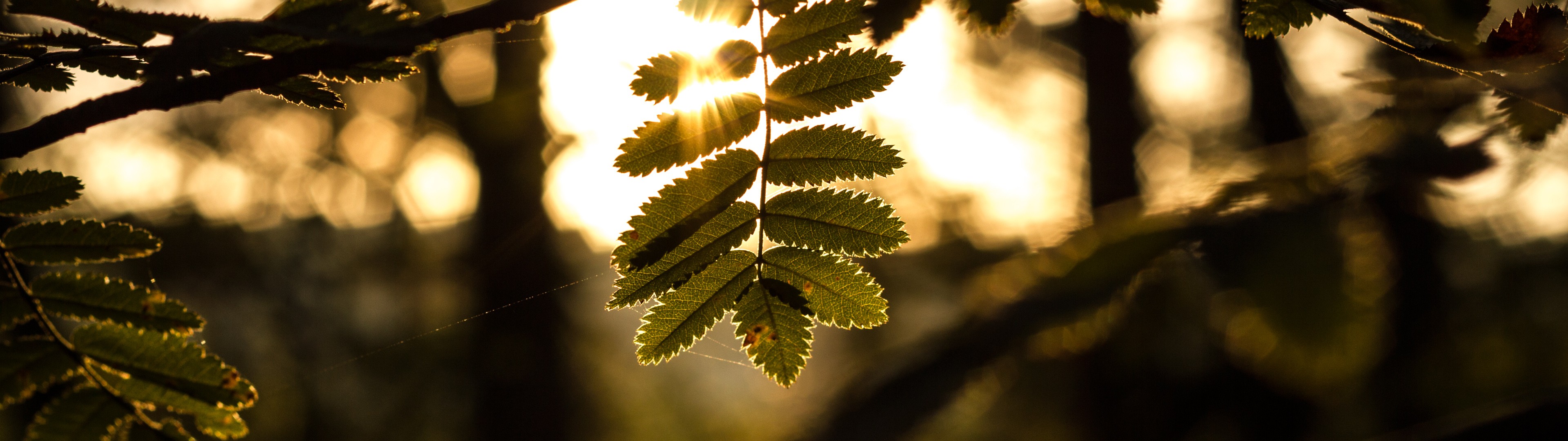 Wallpaper, sunlight, forest, leaves, nature, branch, green, morning, dual monitors, multiple display, bokeh, light, tree, autumn, leaf, flower, season, darkness, woody plant, macro photography 3840x1080