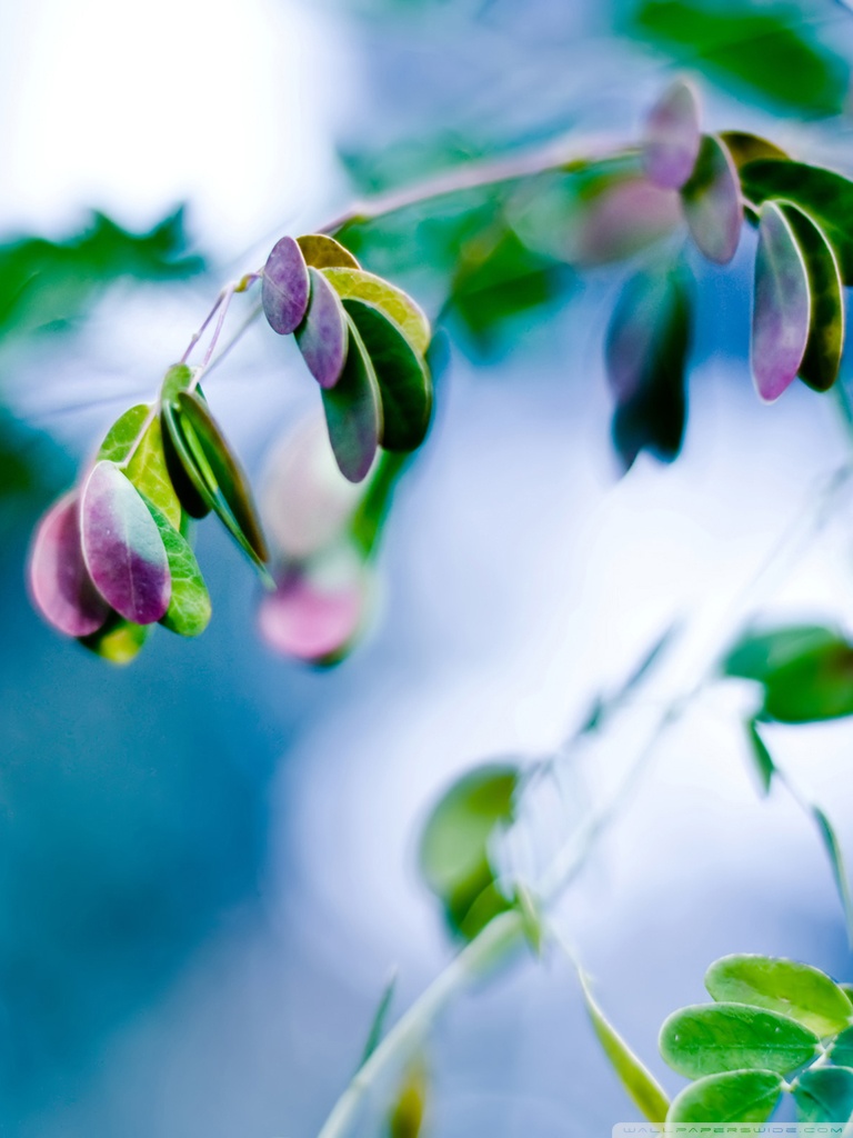 Green Color Mobile Wallpaper HD