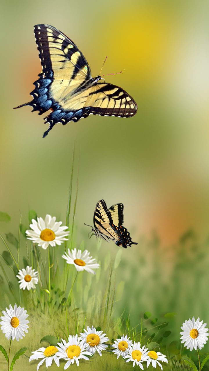Butterfly Phone Wallpaper