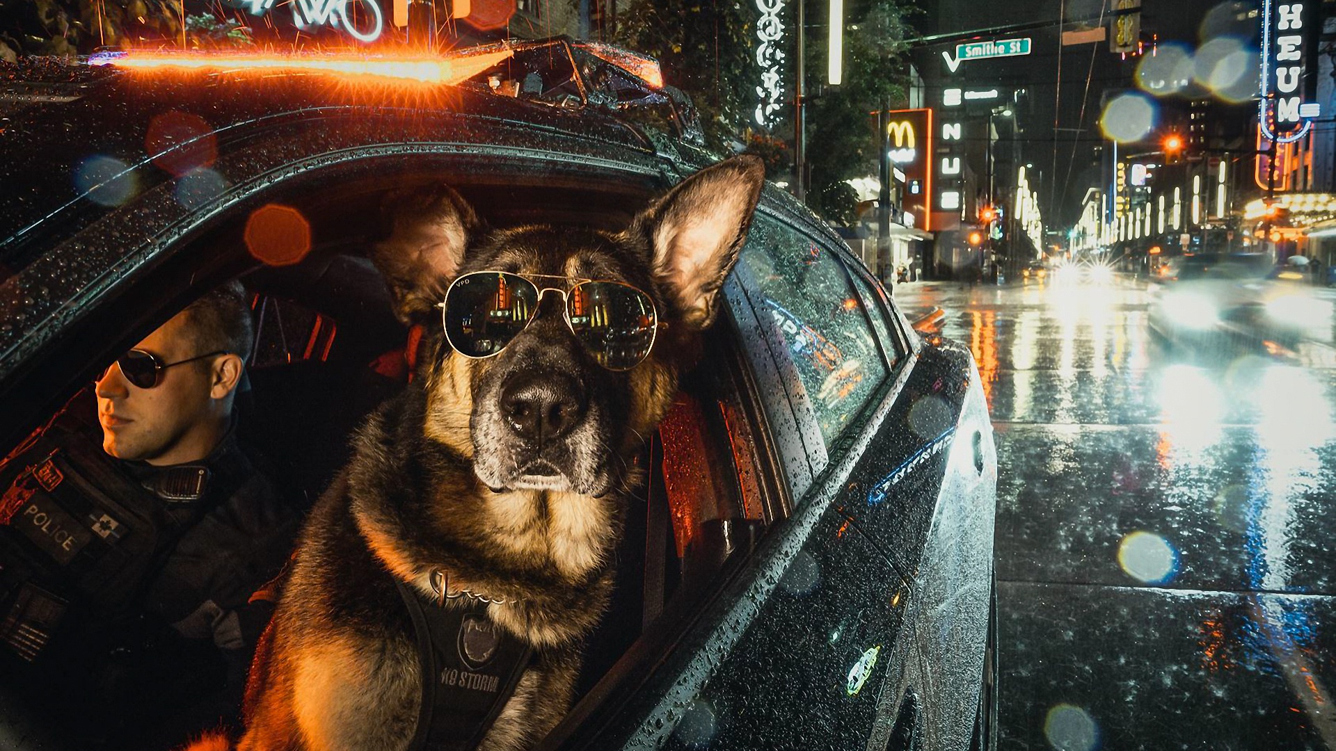 Cool K9 Police Dog with Sunglasses HD Wallpaper