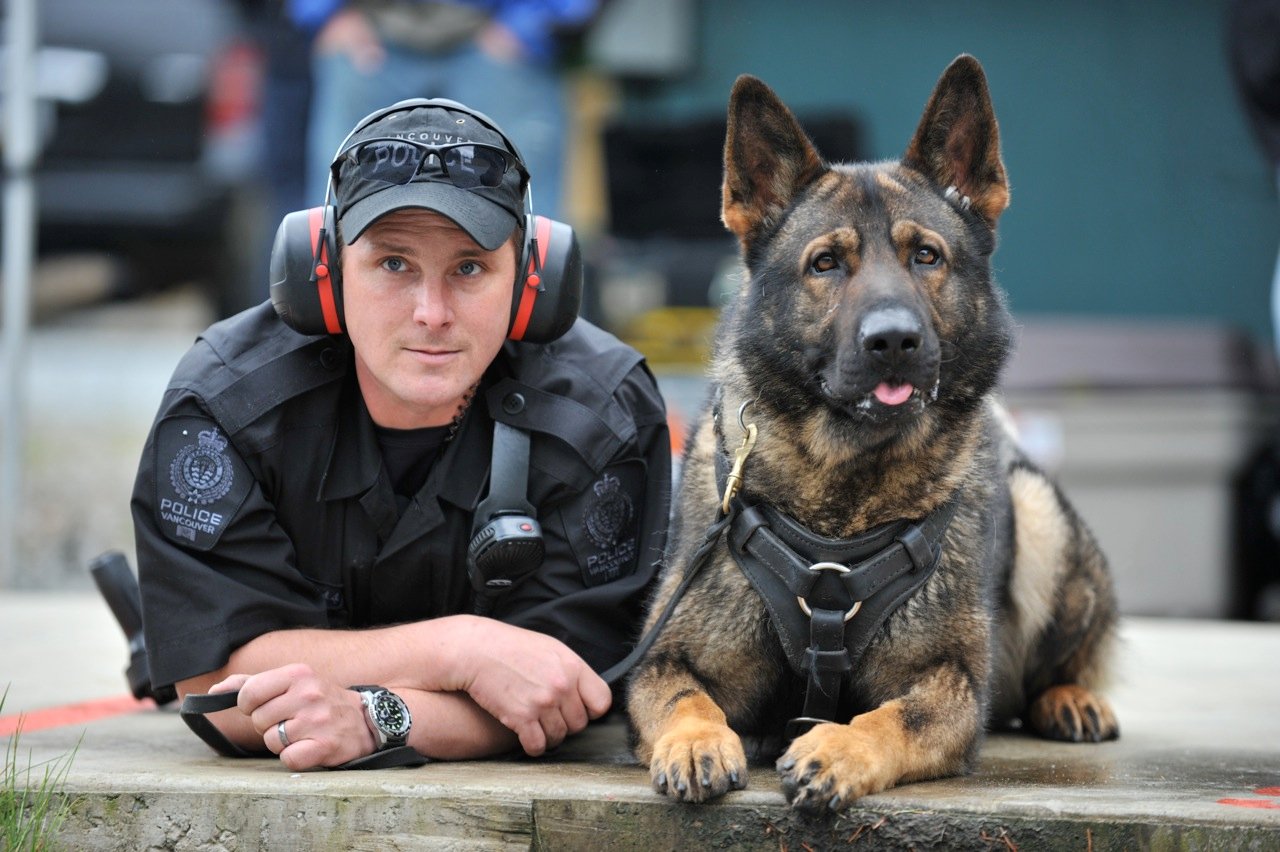 Picture of k9 Police Dogs