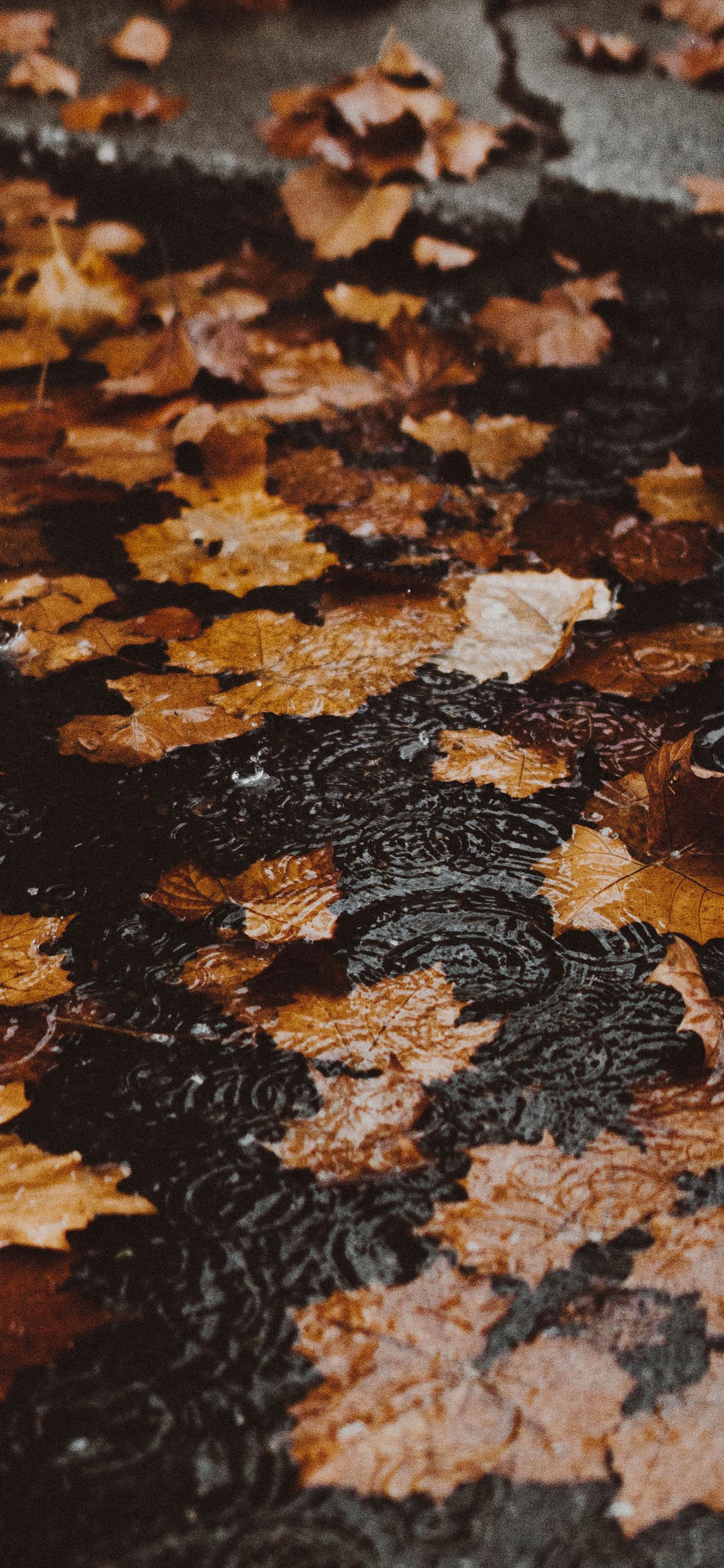 Best Autumn iPhone Wallpaper