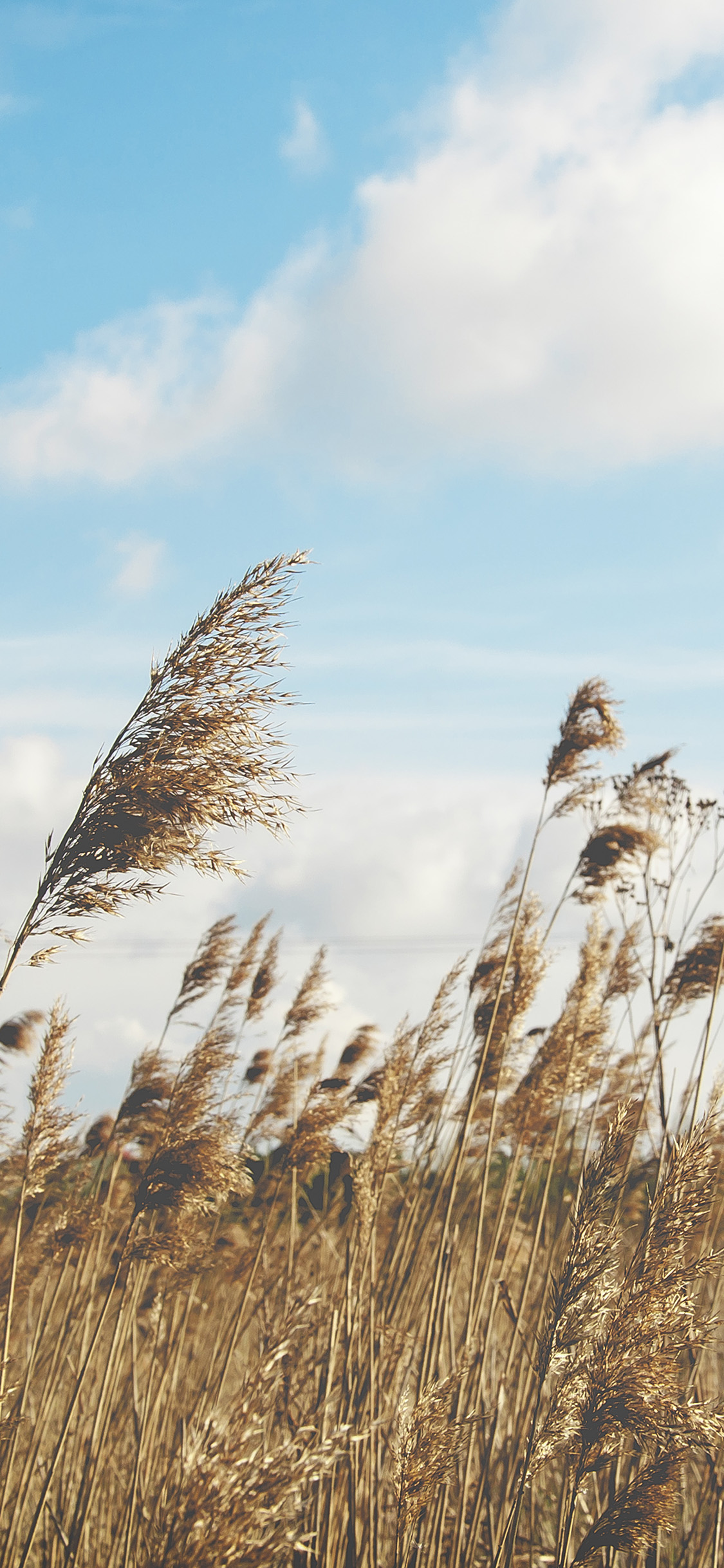 iPhone X wallpaper. fall field nature cloud autumn
