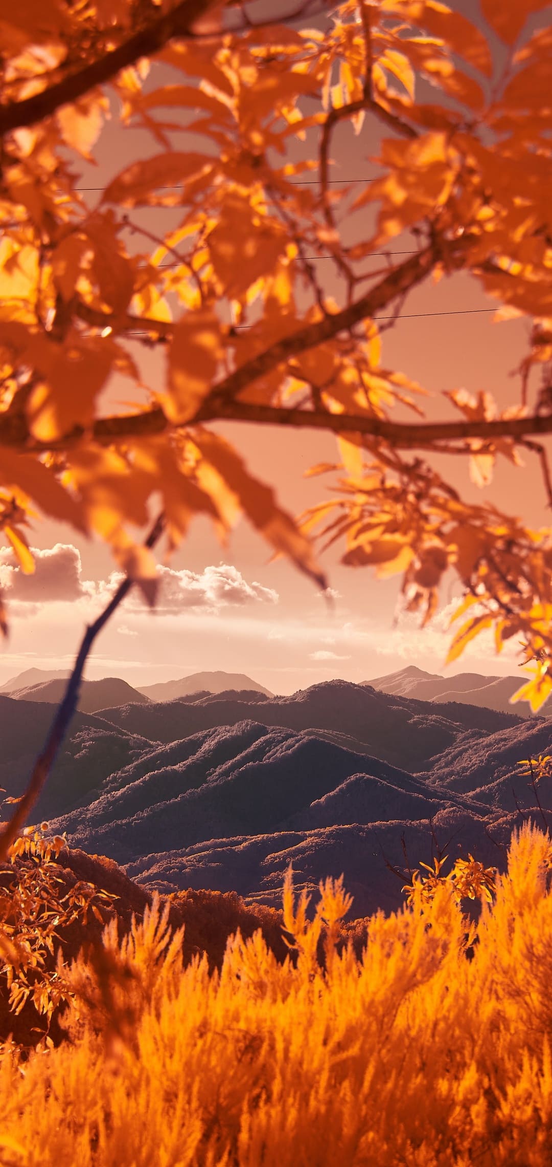 ᐈAutumn iPhone Wallpaper { 4k & HD }
