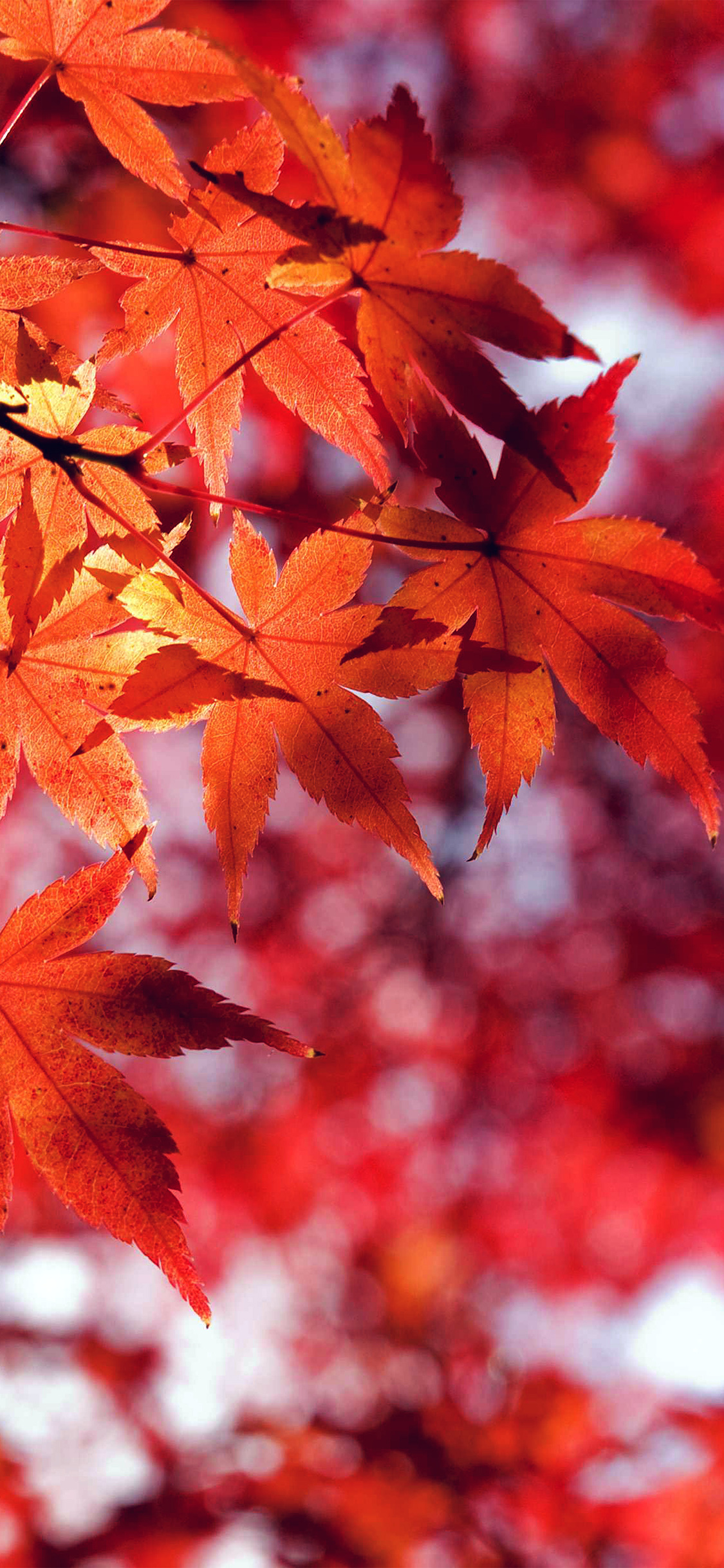 fall leaf red mountain bokeh
