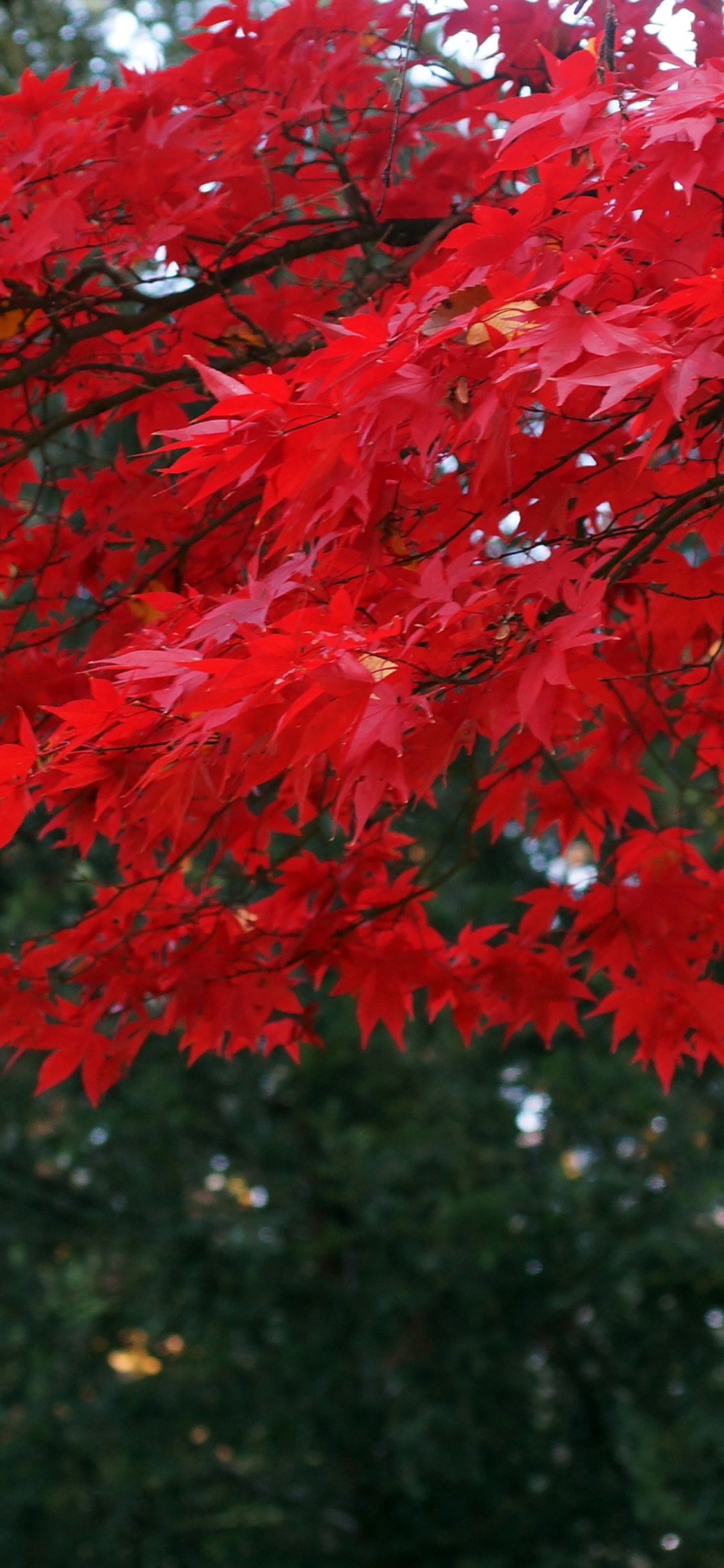 iPhoneXpapers fall tree mountain charlesfred