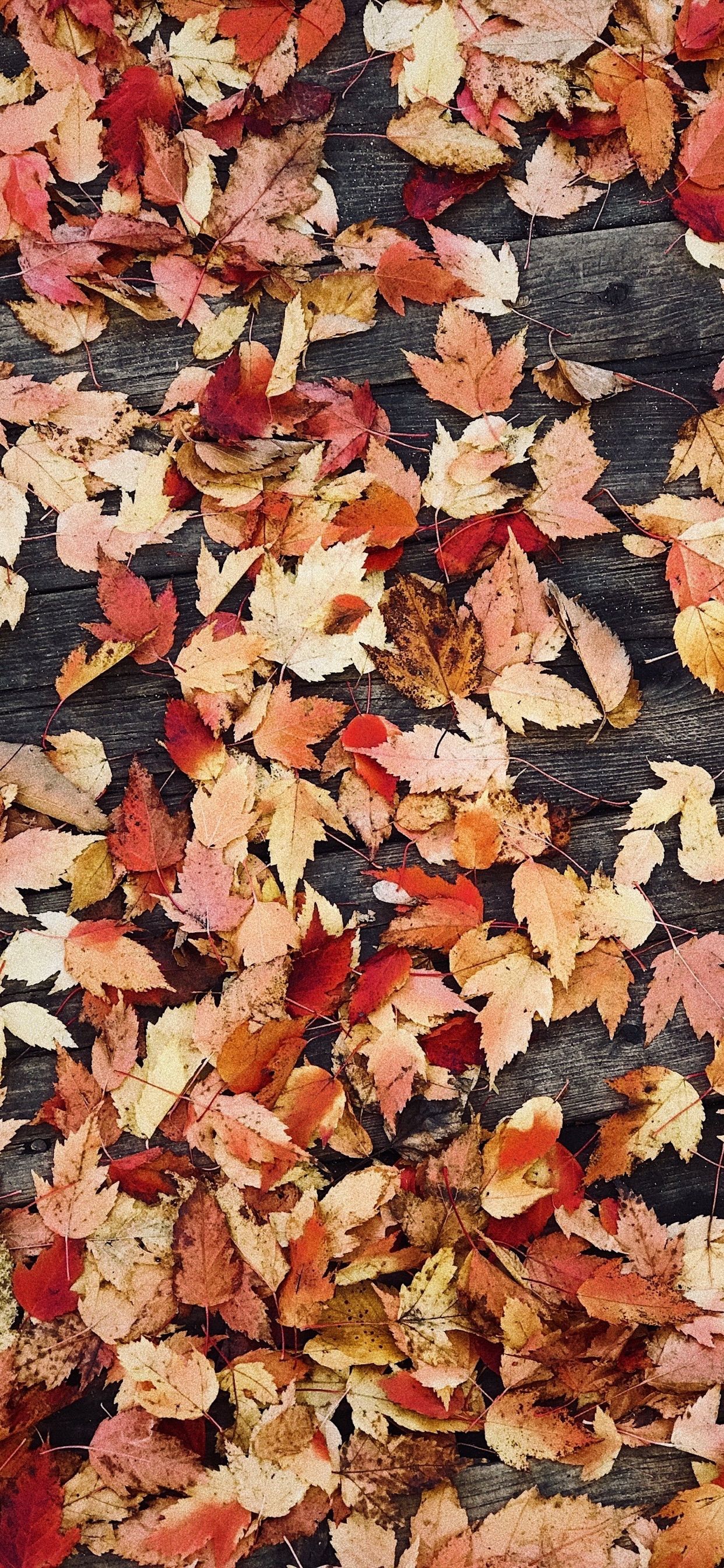 Fall iPhone Wallpaper
