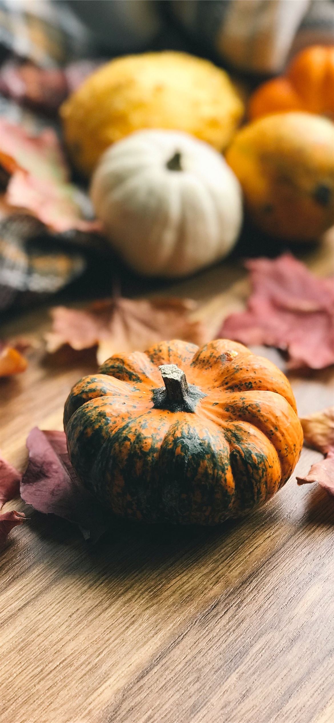 selective focus photography of pumpkin iPhone 12 Wallpaper Free Download