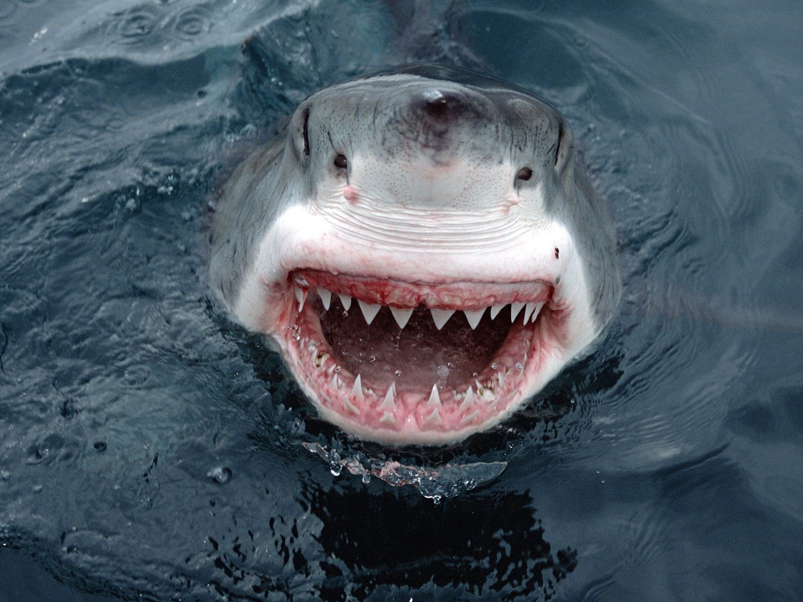 Wallpaper, shark, teeth, face, anger 1600x1200