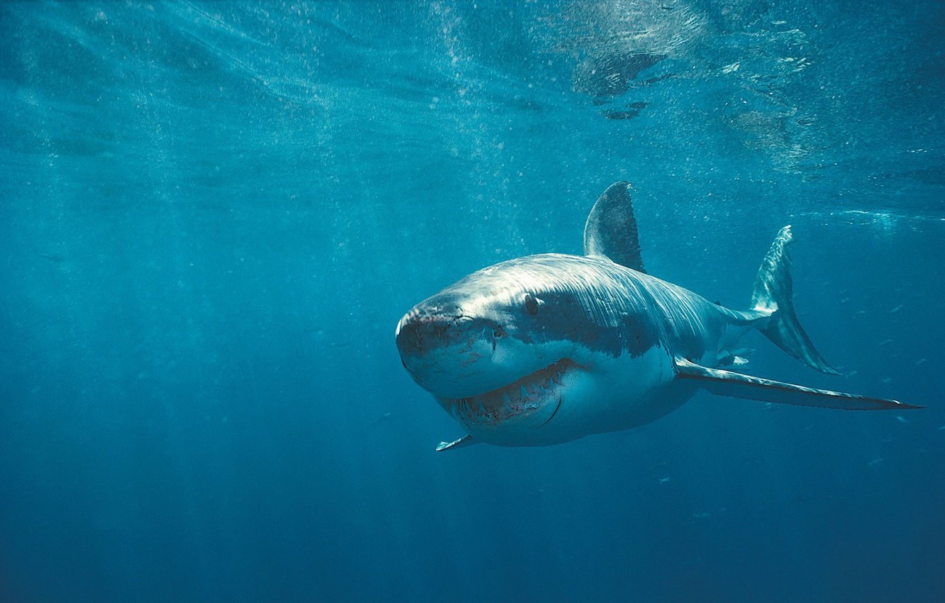 Wallpaper Shark, Teeth, Scars image for desktop, section животные