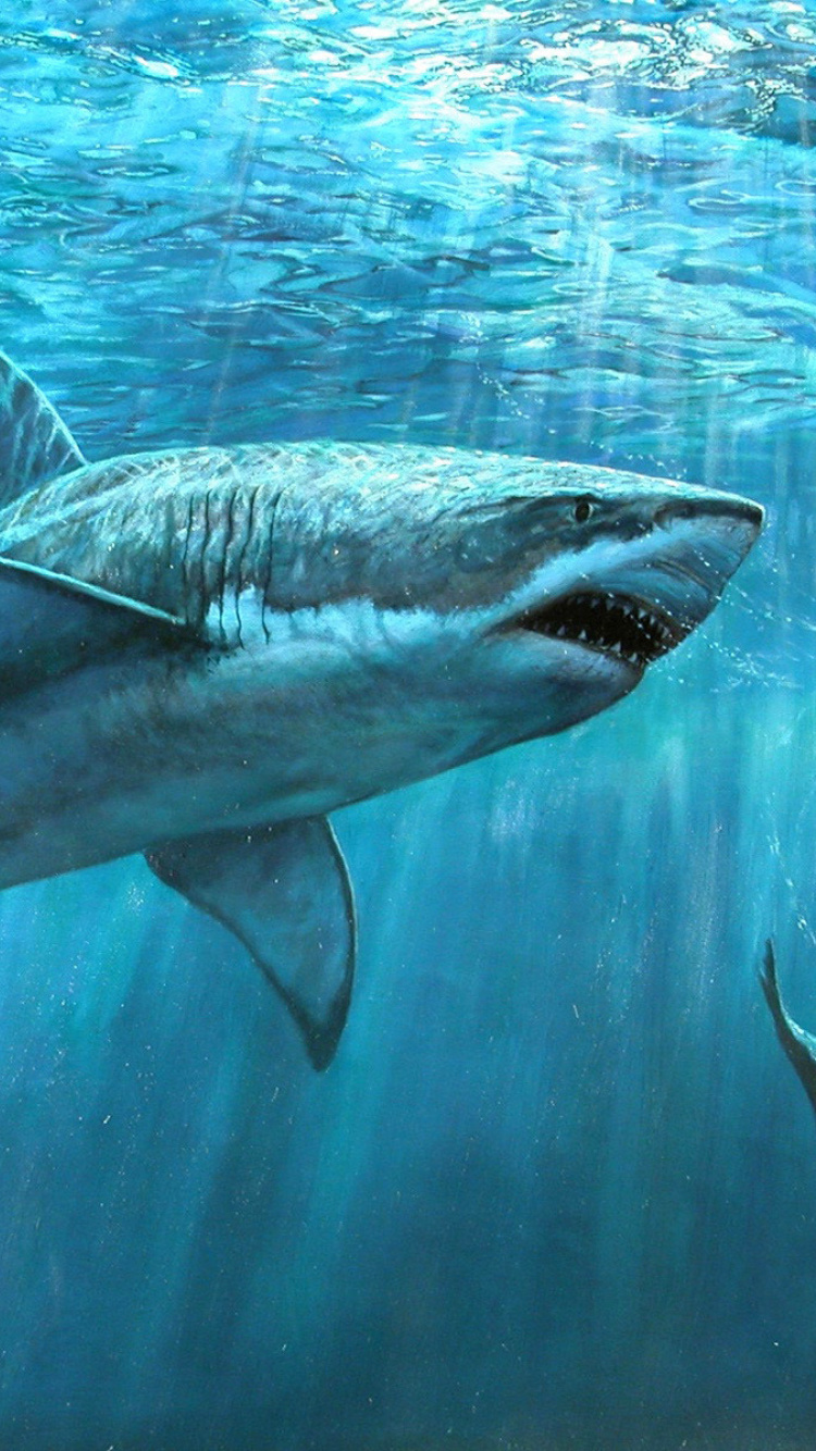 Shark Teeth Wallpapers - Wallpaper Cave