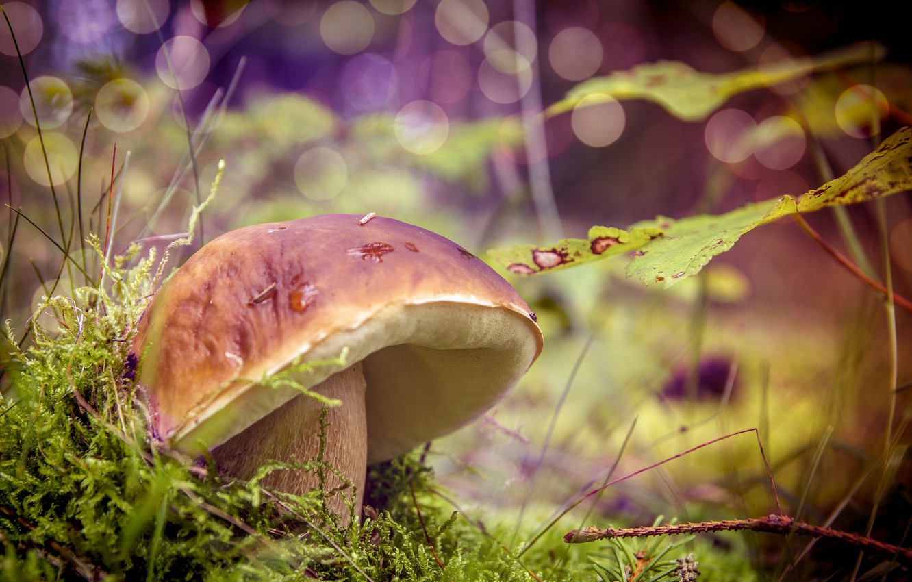 Wallpaper nature, mushroom, Forest, weed image for desktop, section природа