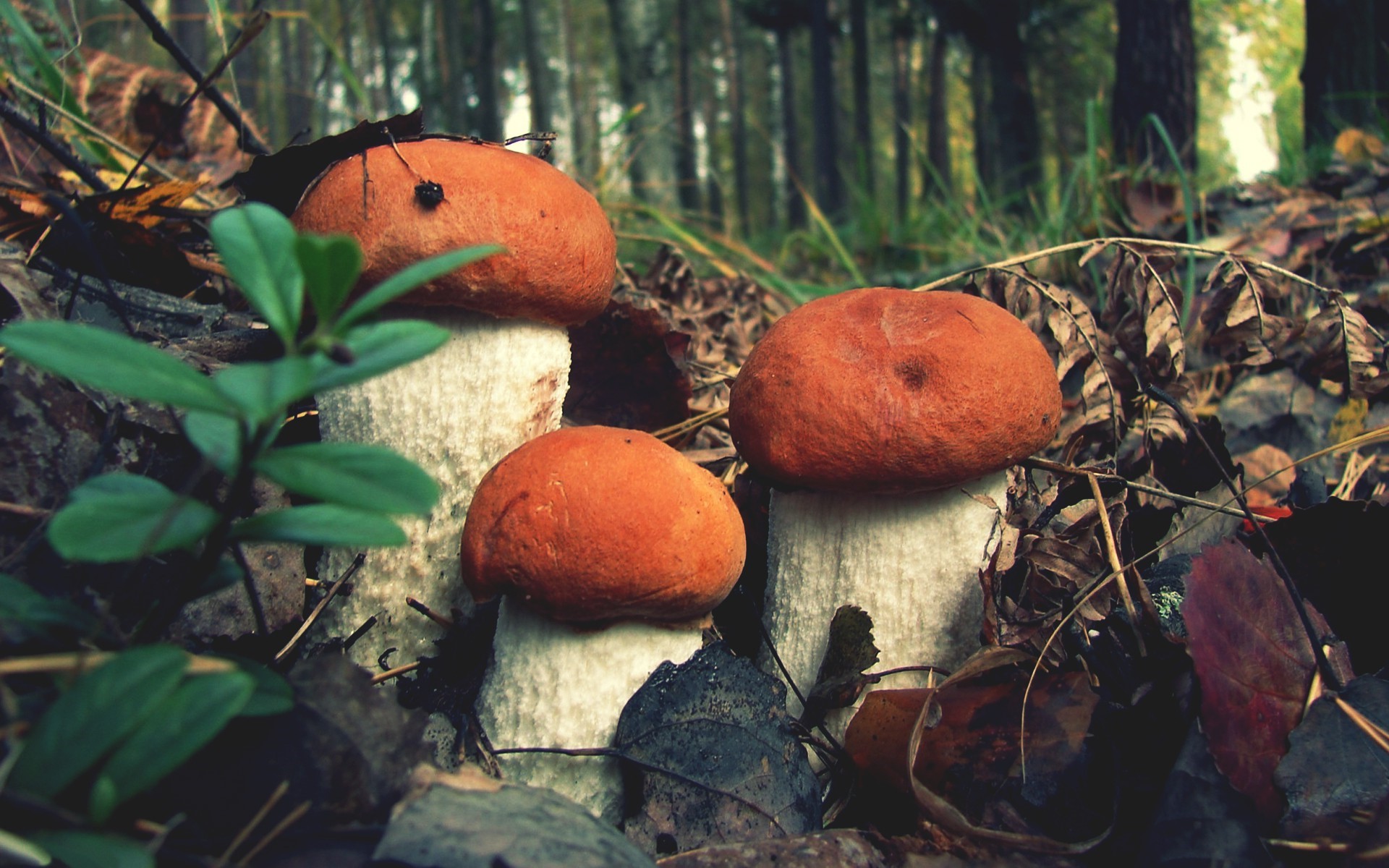 closeup mushroom forest nature HD wallpaper, Background