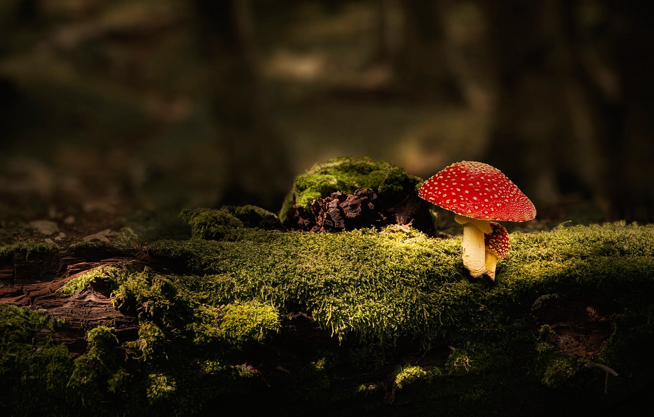 Photo Wallpaper Forest, The Dark Background, Mushroom, Background Mushroom HD