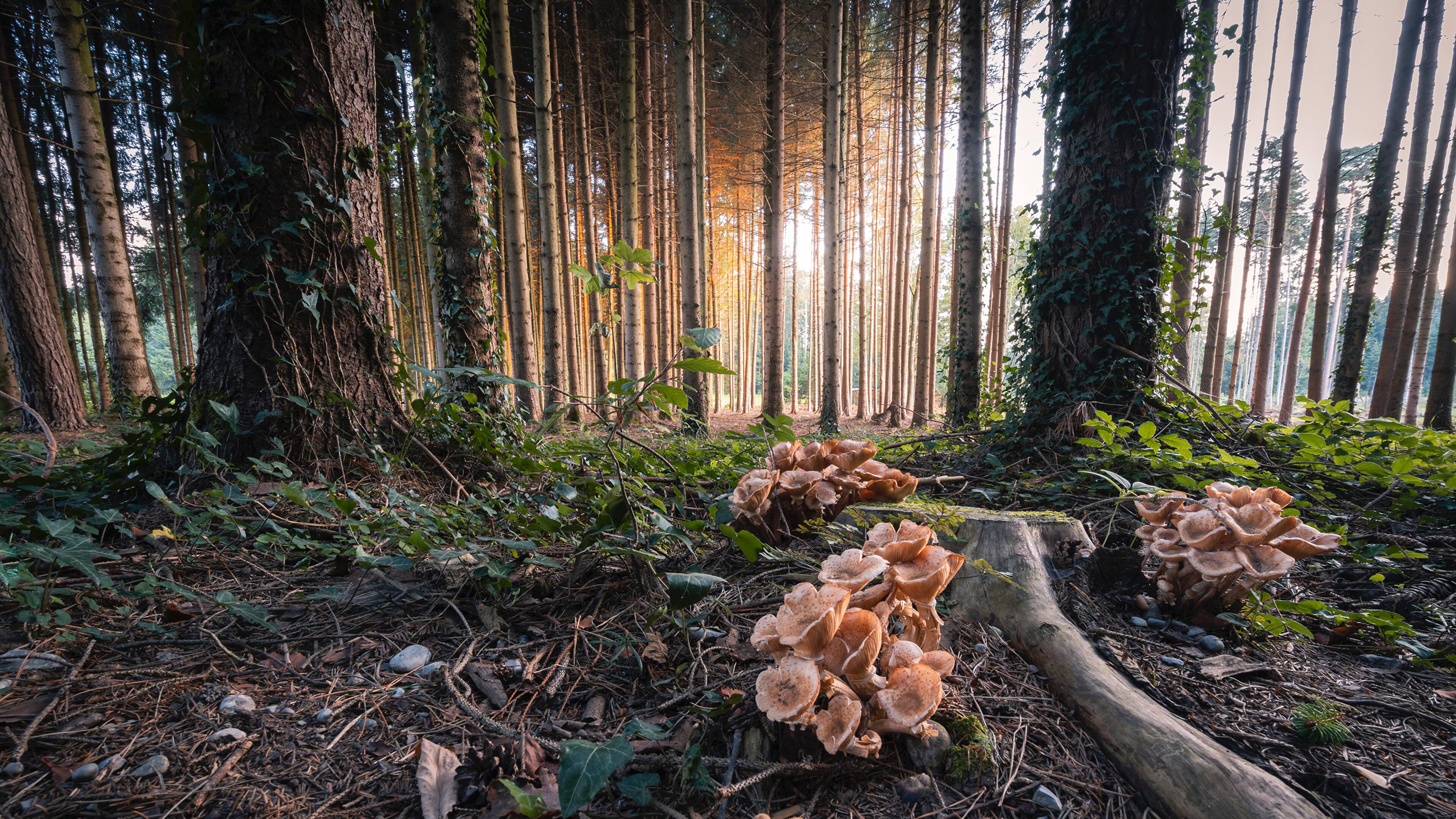 Mushrooms in the Forest Frauenfeld Switzerland 4K wallpaper