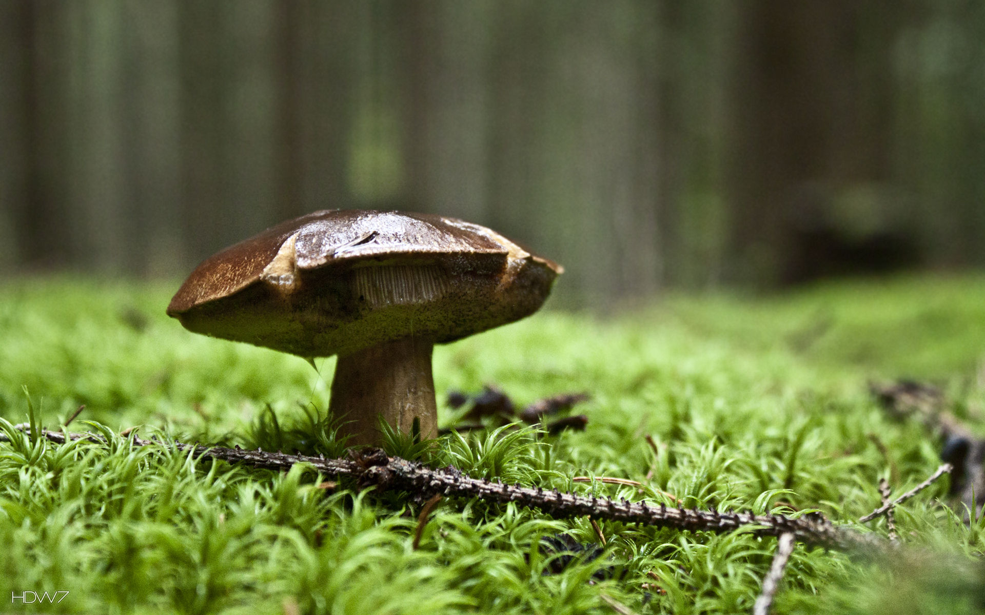mushroom in the forest wallpaper. HD wallpaper gallery