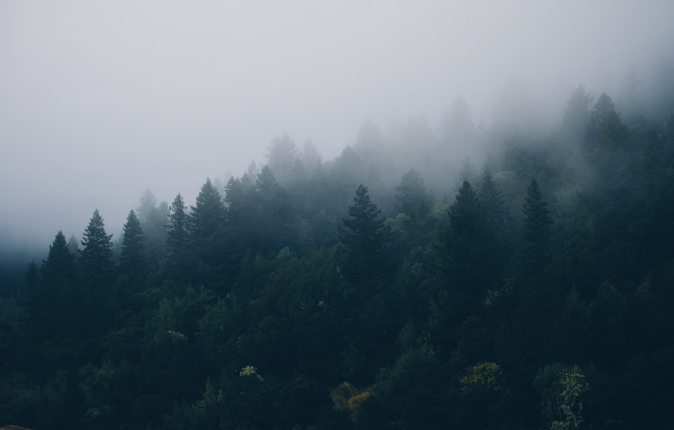 Wallpaper trees, fog, height, spruce, Forest, coniferous forest image for desktop, section природа