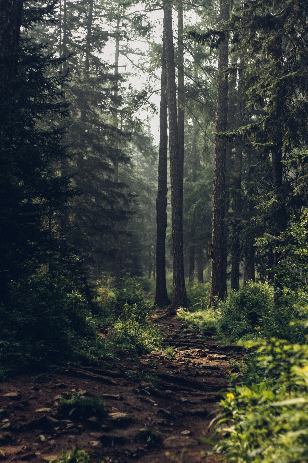 Coniferous Forest Picture. Download Free Image