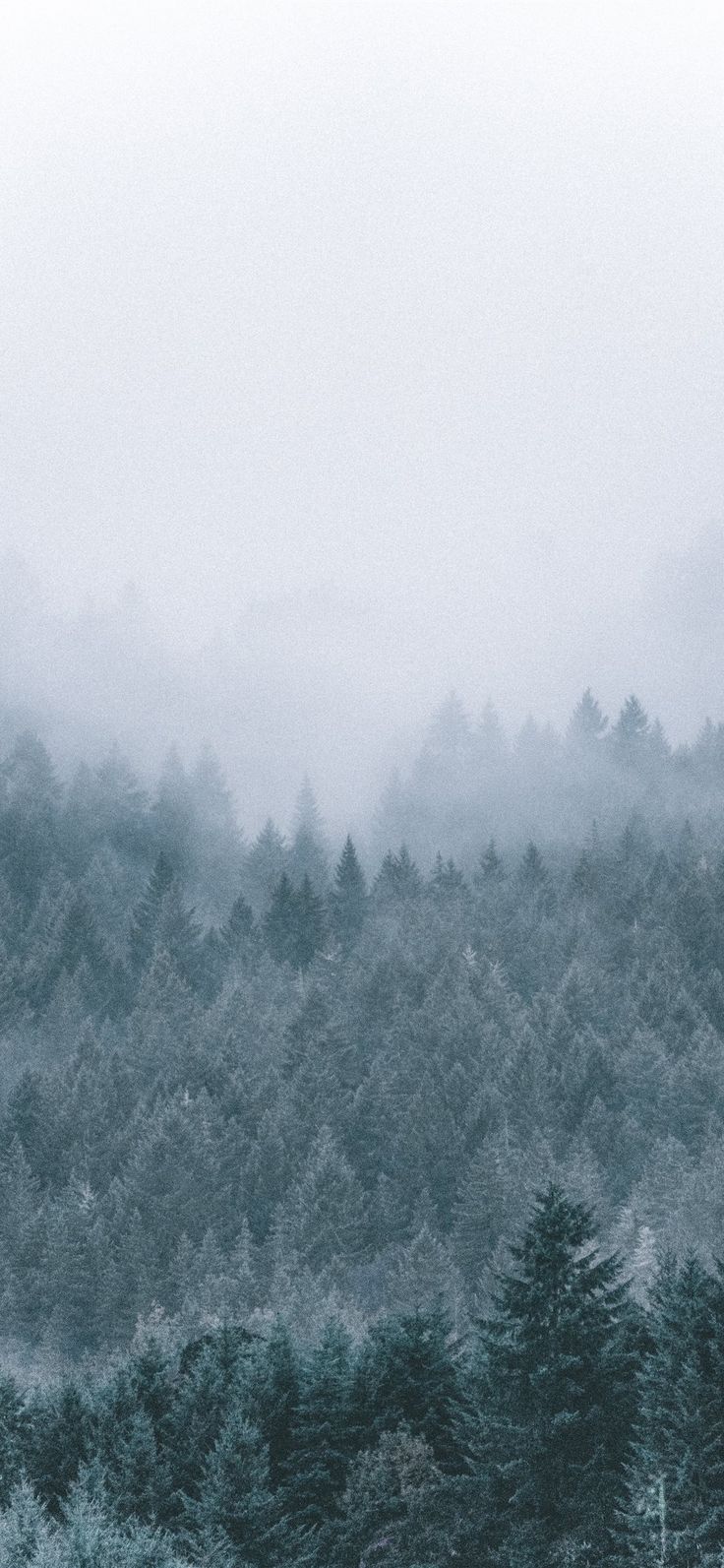 foggy icy green pine trees scenery Wallpaper. Tree scenery wallpaper, Scenery wallpaper, iPhone wallpaper mountains