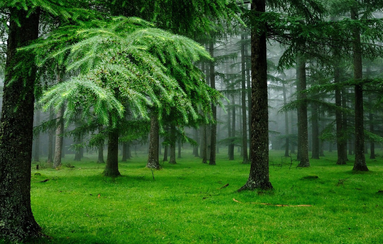 Wallpaper forest, grass, trees, nature, fog, moss, spruce, coniferous forest image for desktop, section природа