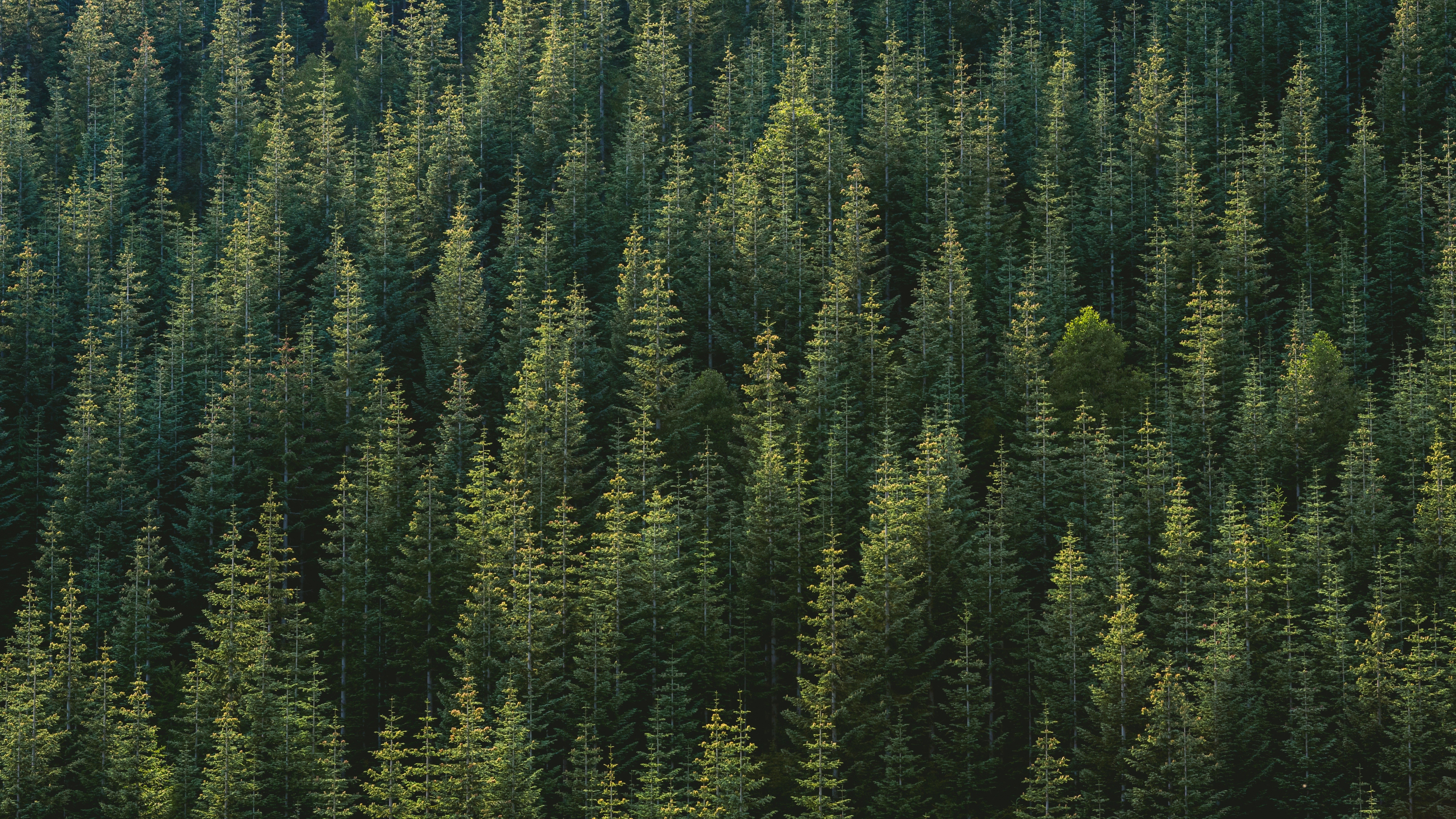 Desktop Wallpaper Green Trees, Forest, Aerial View, Nature, 5k, HD Image, Picture, Background, Et4itf