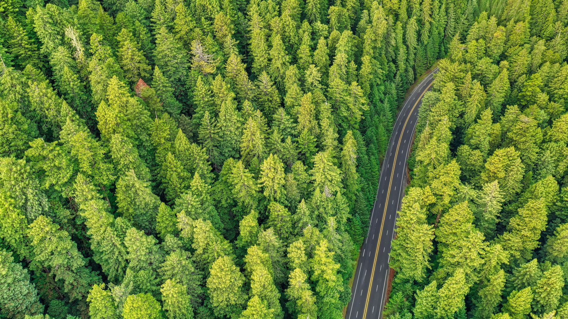 Desktop wallpaper aerial view, green, pine trees, forest, HD image, picture, background, 776838