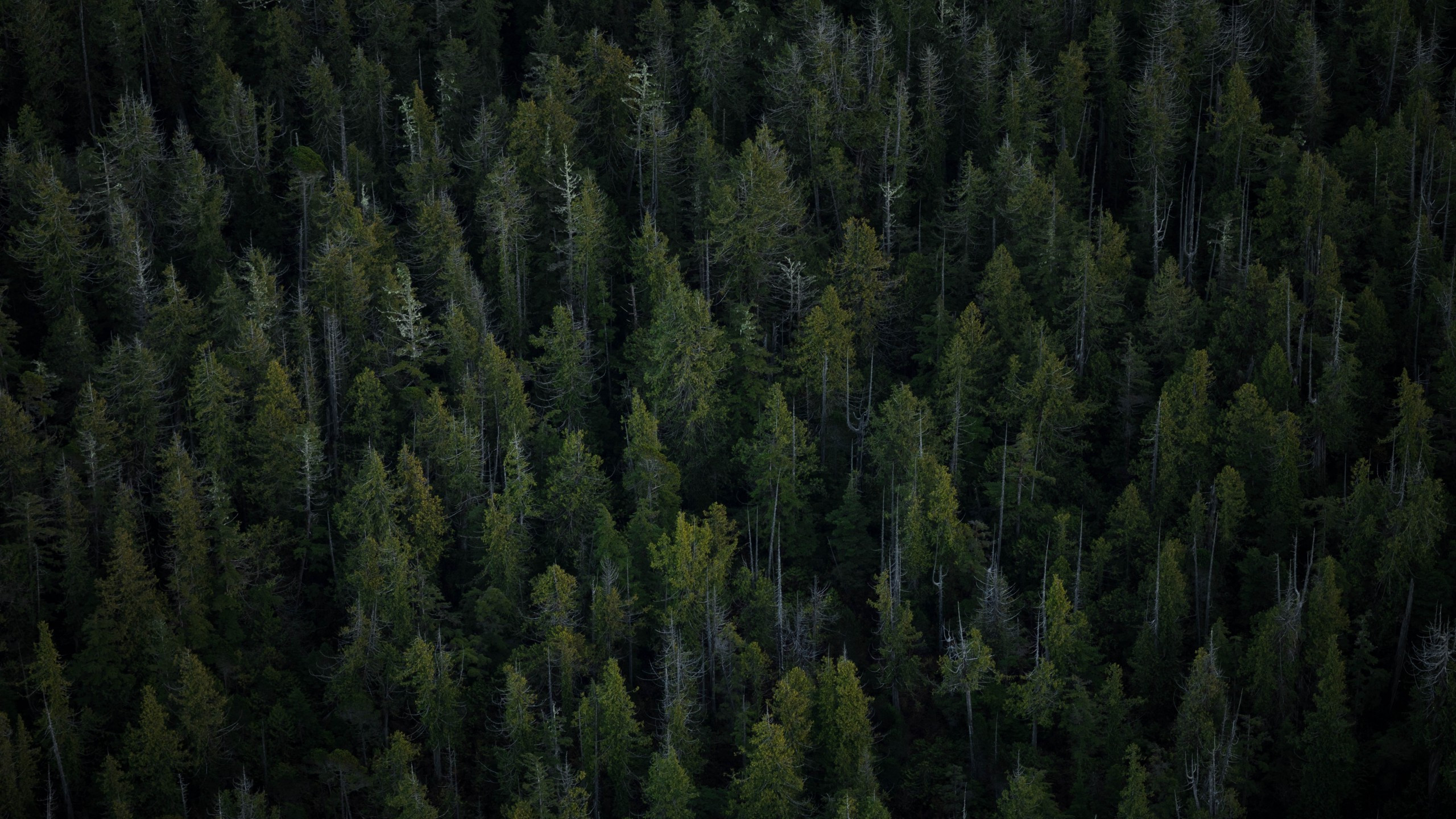 Download 2560x1440 Trees, Top View, Forest Wallpaper for iMac 27 inch