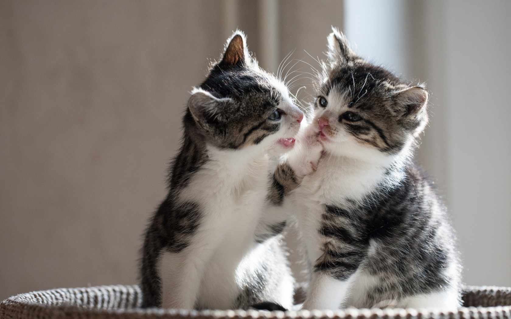Cute Cat Couple Image Download