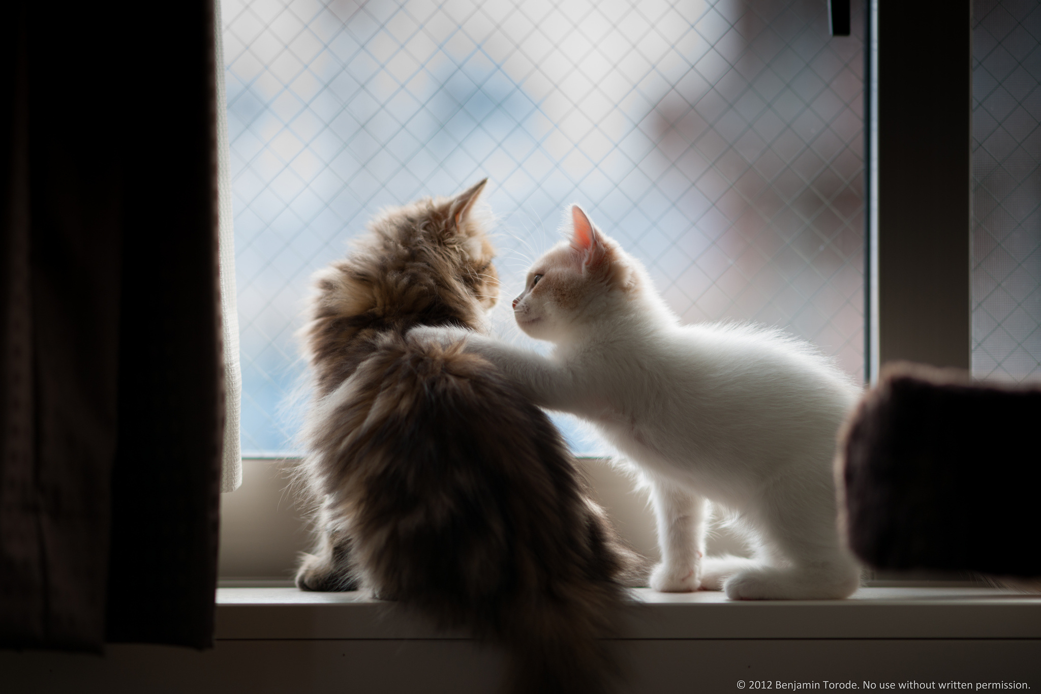 Cat Couple Wallpapers - Wallpaper Cave