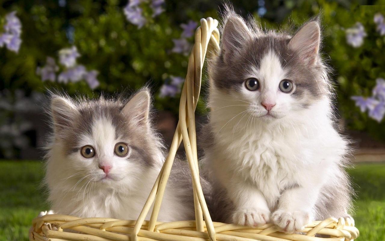 Cute Cats Wallpaper 20 Photo Cat HD Wallpaper