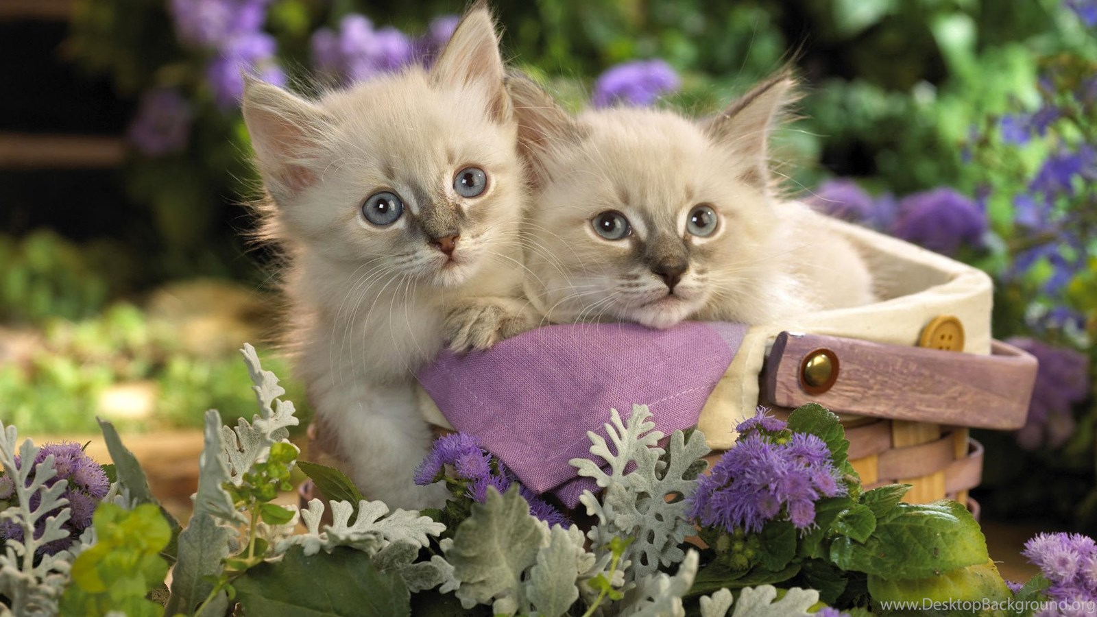 Cute White Cats Couple Pets Wallpaper 1080p Widescreen Wallpaper. Desktop Background