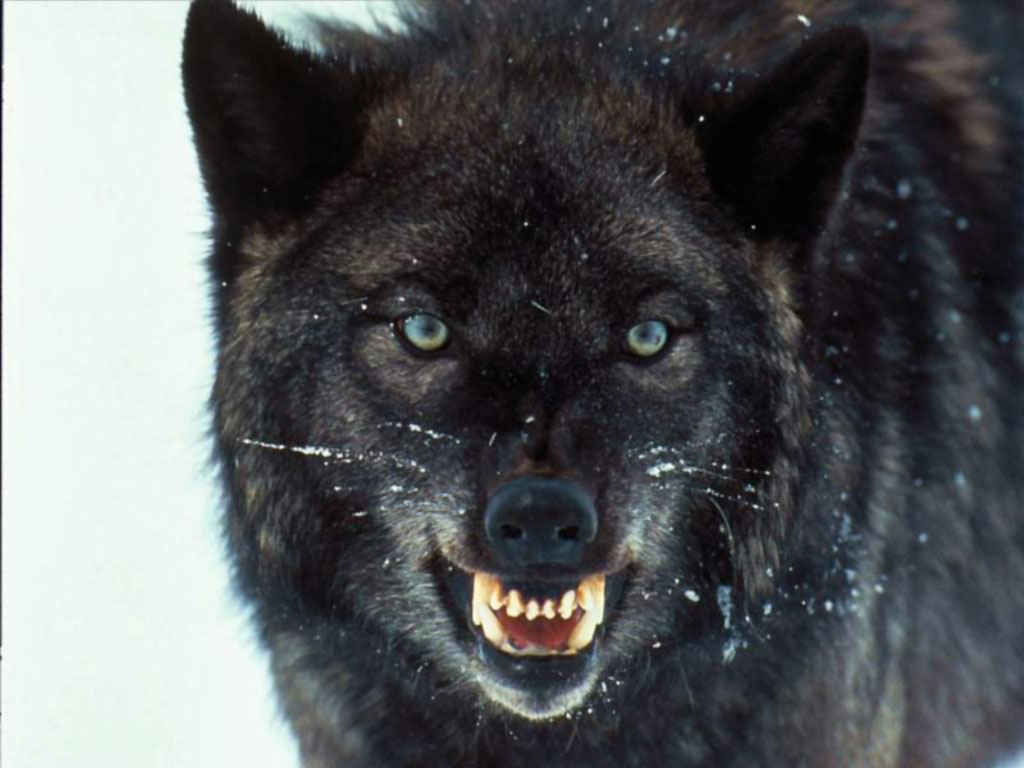 Wolf Wallpaper HD