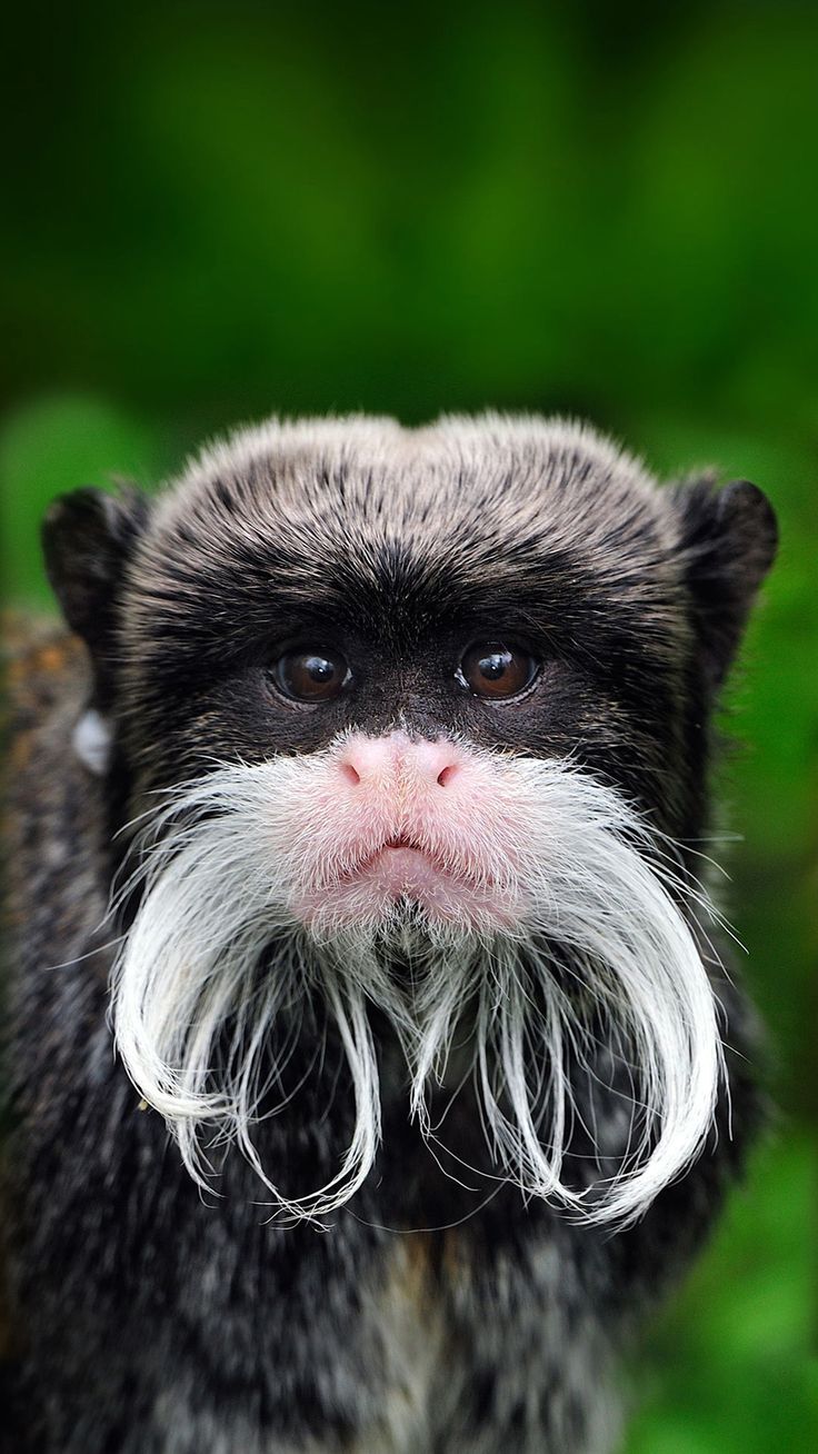Rare monkeys Animals Wallpaper for iPhone 6 Plus, iPhone 6 Plus. Animales, Amo a los animales, Gorilas