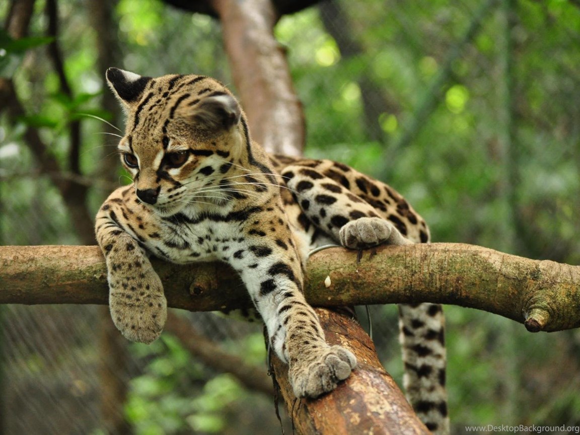 Cute Rare Animals Wild Animal Live Bcaeaf Desktop Background
