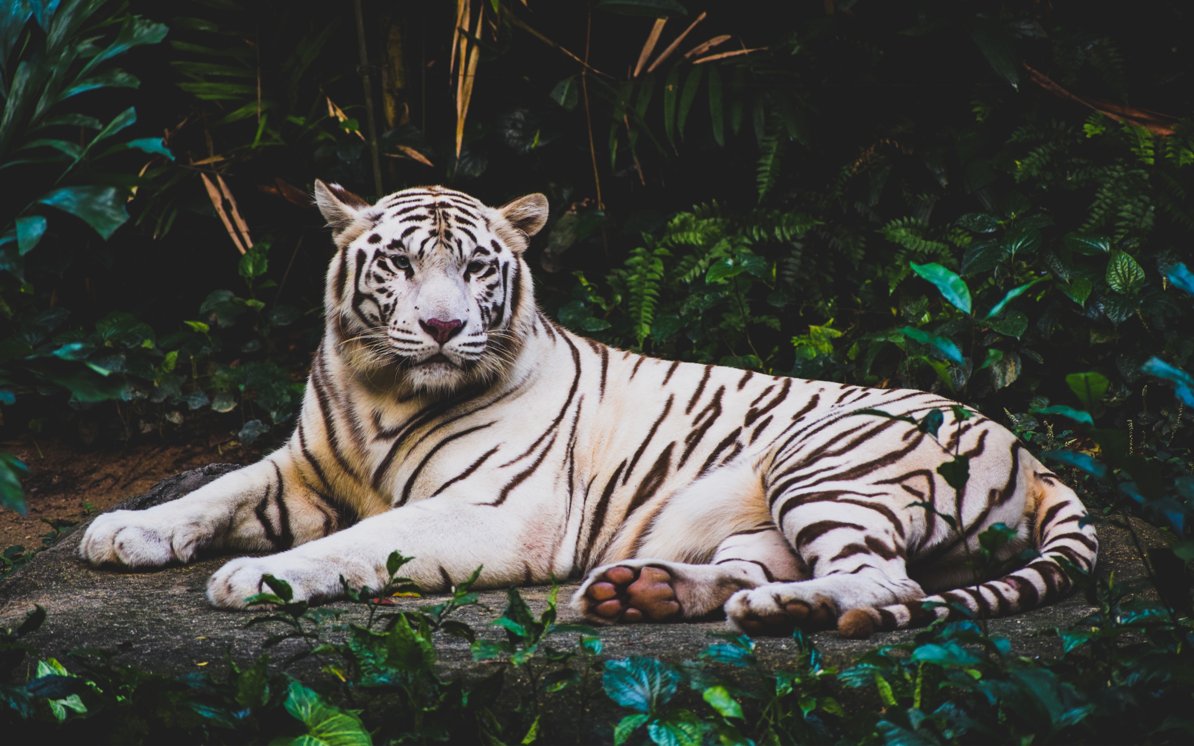 Download wallpaper White tiger, predator, rare animals, Asia, forest, wildlife, tigers for desktop with resolution 3840x2400. High Quality HD picture wallpaper
