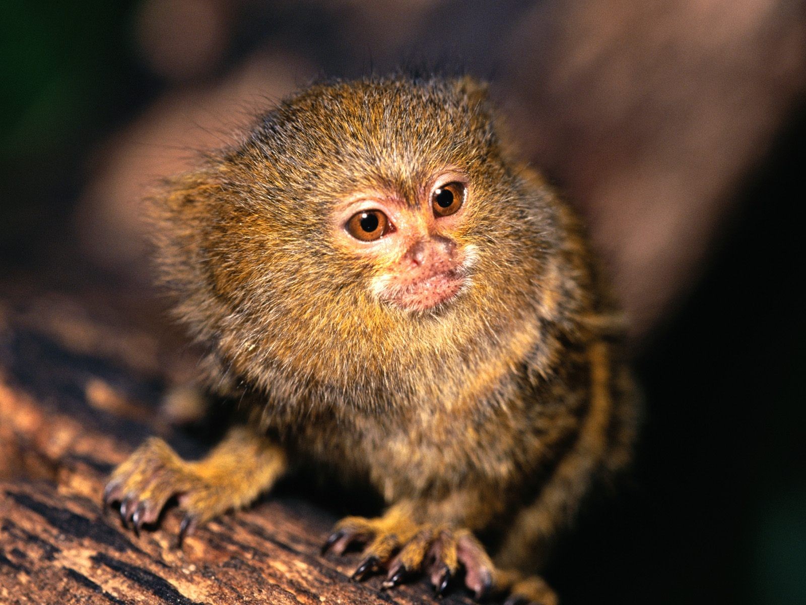 Picture Of Rare Animals HD Wide