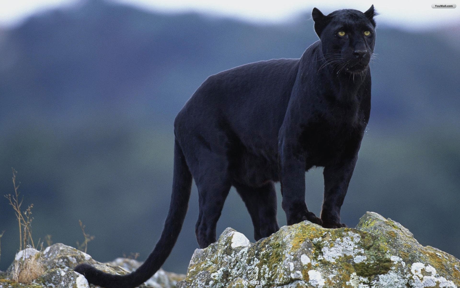 Rare Black Panther Animal