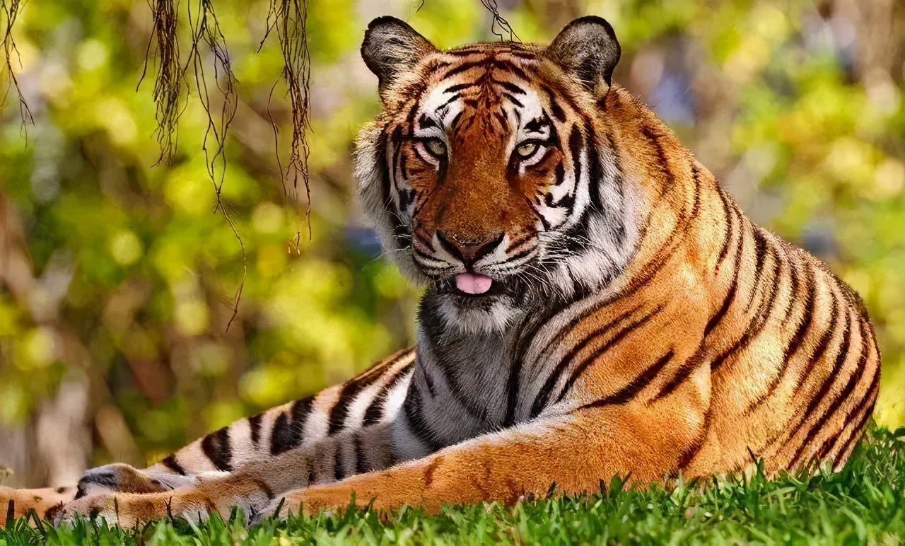 How much do you know about the rare and native wild animals?