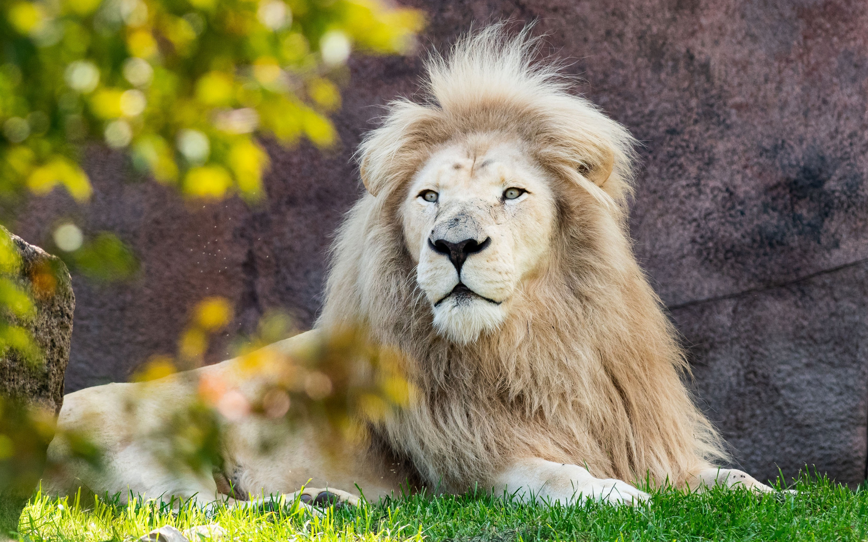 Download wallpaper White lion, rare animals, predators, lion, green grass, White lions for desktop with resolution 2880x1800. High Quality HD picture wallpaper