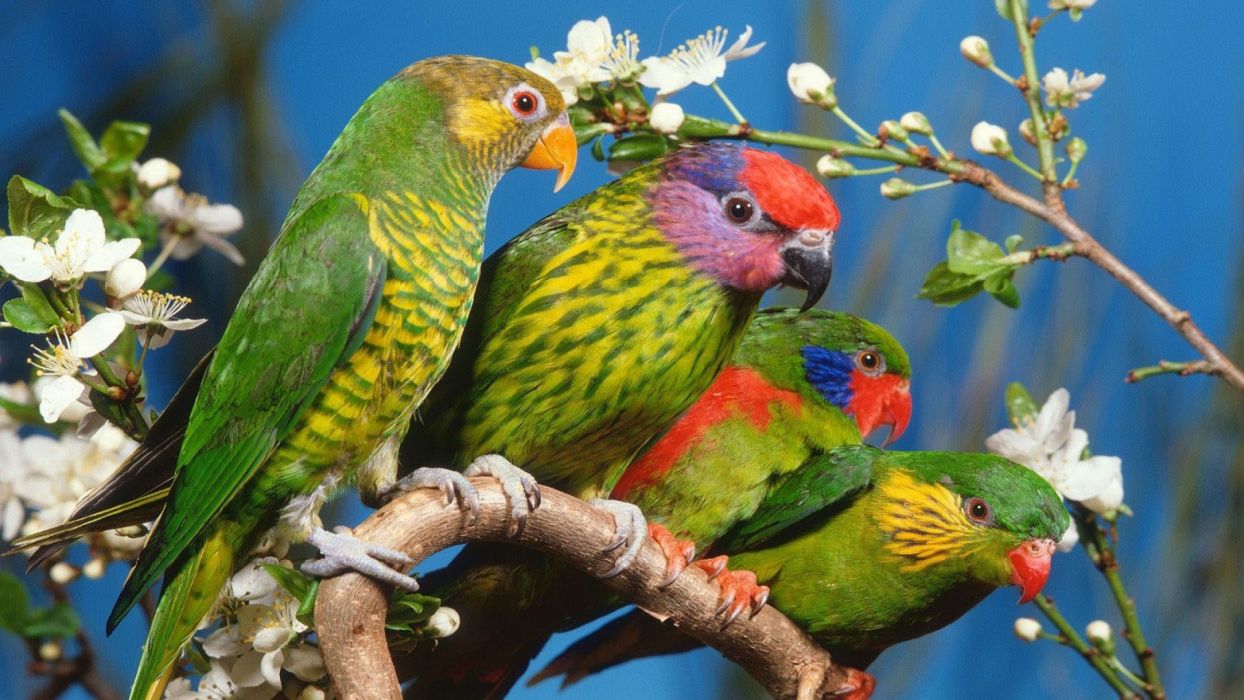 Exotic Bird Wallpaper