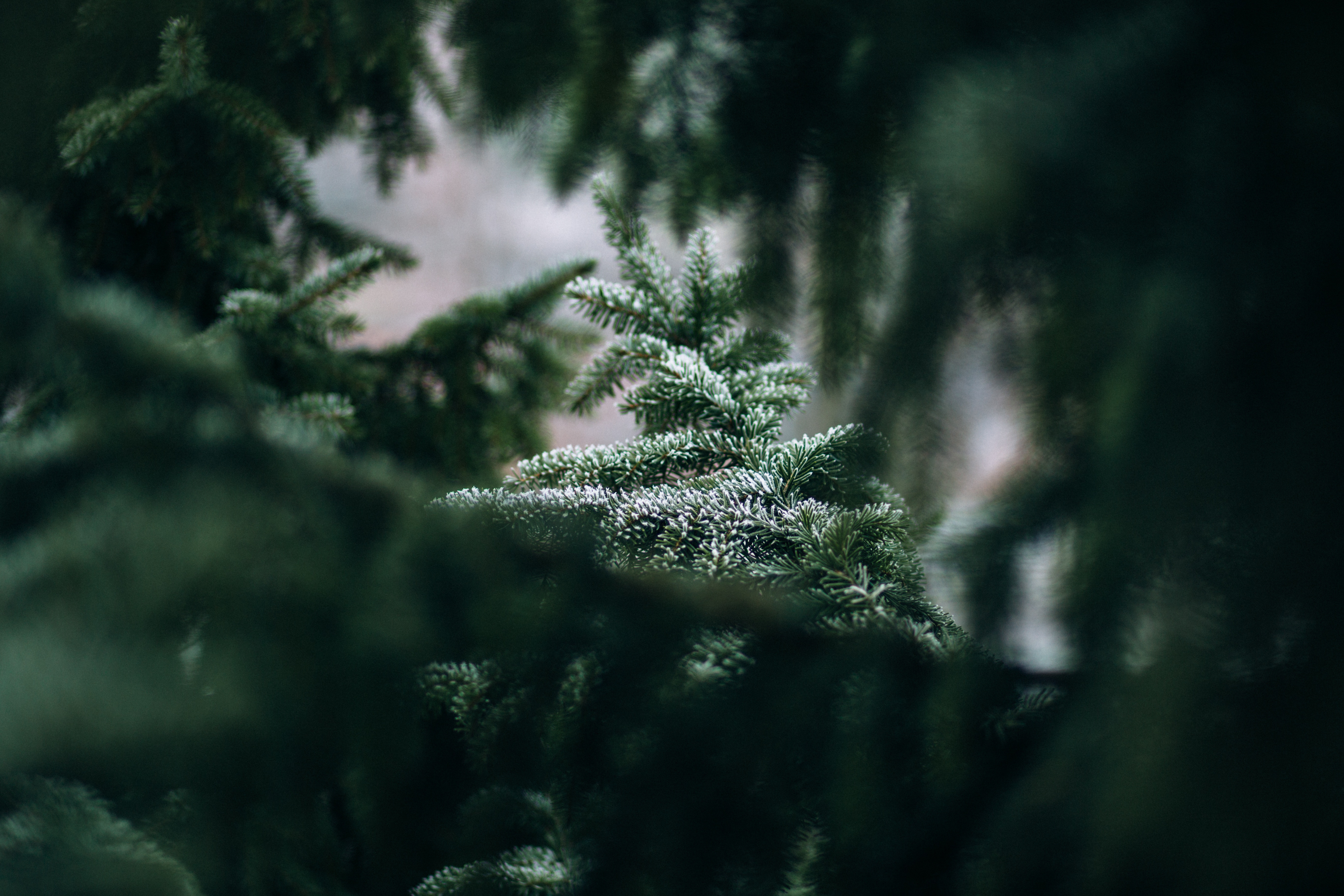 5472x3648 fir, evergreen, festive, wallpaper, branch, christmas wallpaper, spruce, waiting, snow, Free picture, christmas background, snowflake, smell, tree, season, christmas, walk, soft, winter, tradition, pine