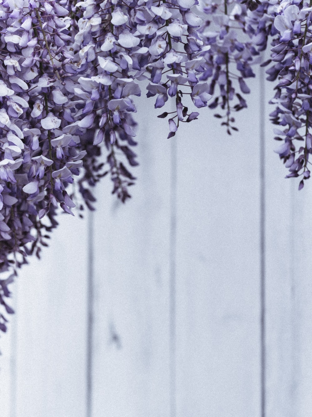 purple and white flowers on gray wooden fence photo